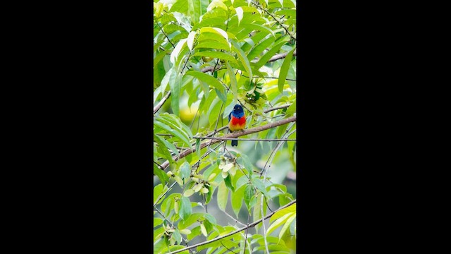 Scarlet-breasted Dacnis - ML625042648