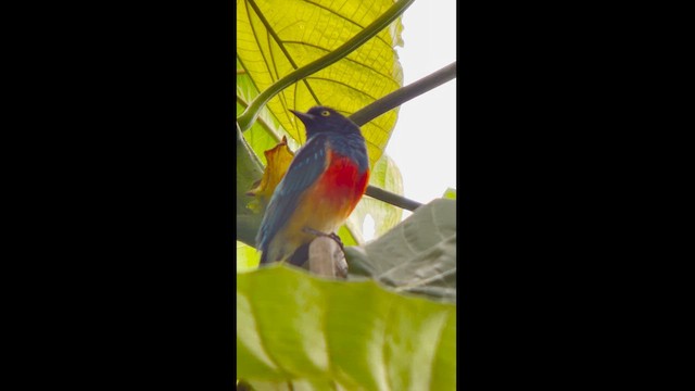 Scarlet-breasted Dacnis - ML625042649