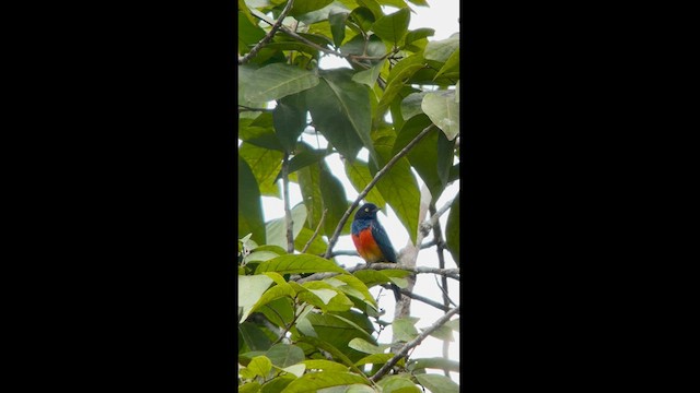 Scarlet-breasted Dacnis - ML625042654