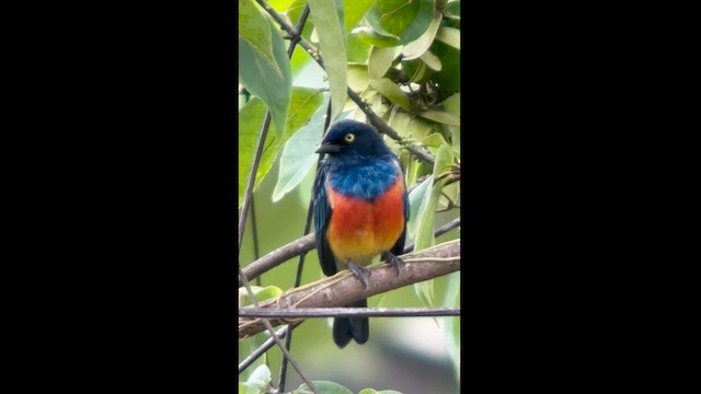 Scarlet-breasted Dacnis - ML625042659