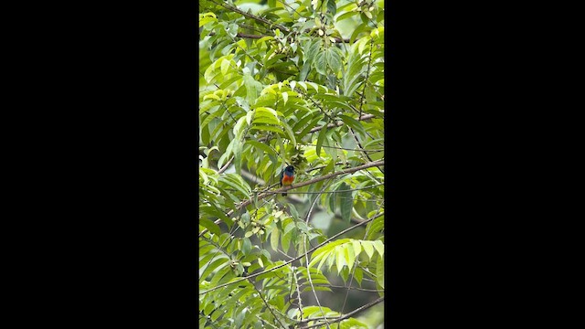 Scarlet-breasted Dacnis - ML625042662