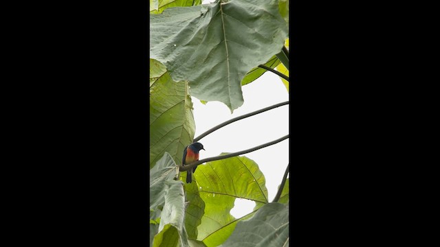 Scarlet-breasted Dacnis - ML625042664