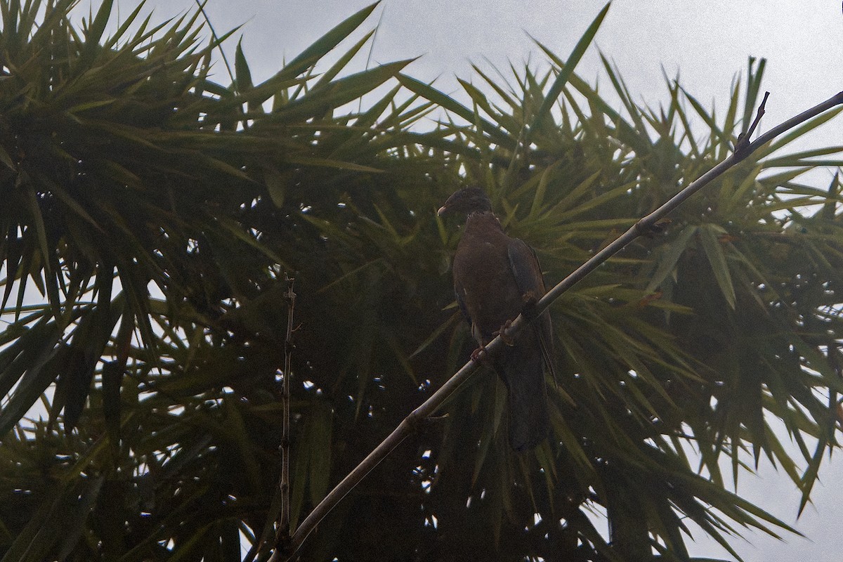 Red-billed Pigeon - ML625042777