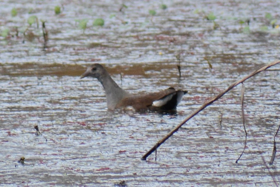 Common Gallinule - ML625042824