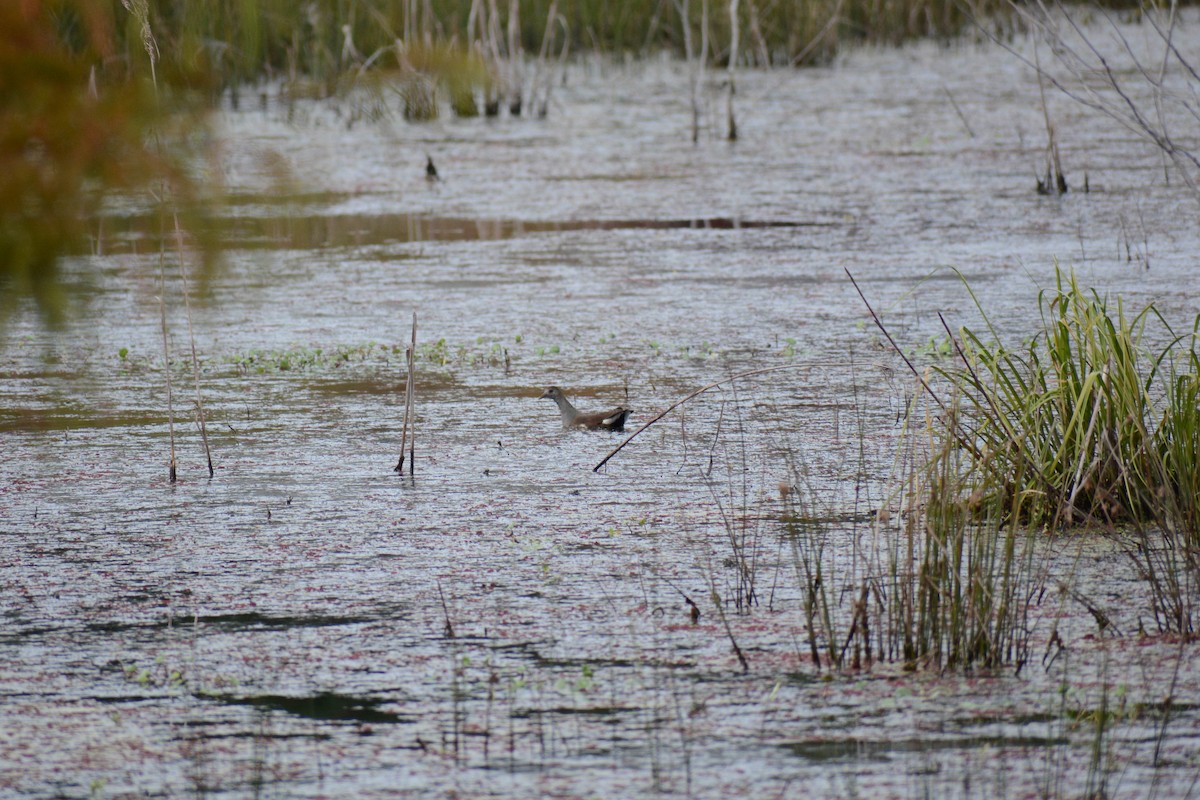 Common Gallinule - ML625042825