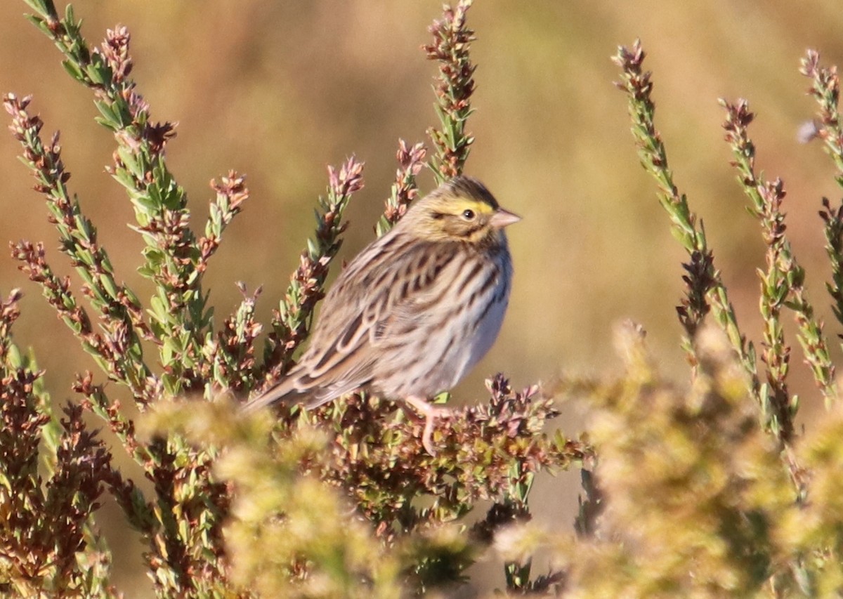 גיבתונית ערבות - ML625042828