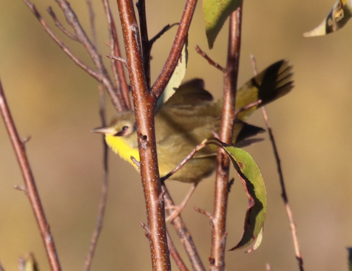 צהוב-גרון - ML625042839