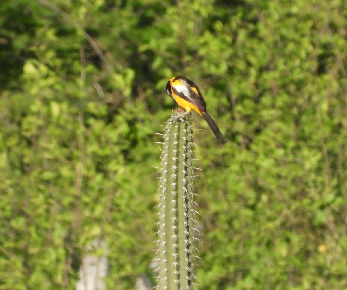 Venezuelan Troupial - Manuel Pérez R.