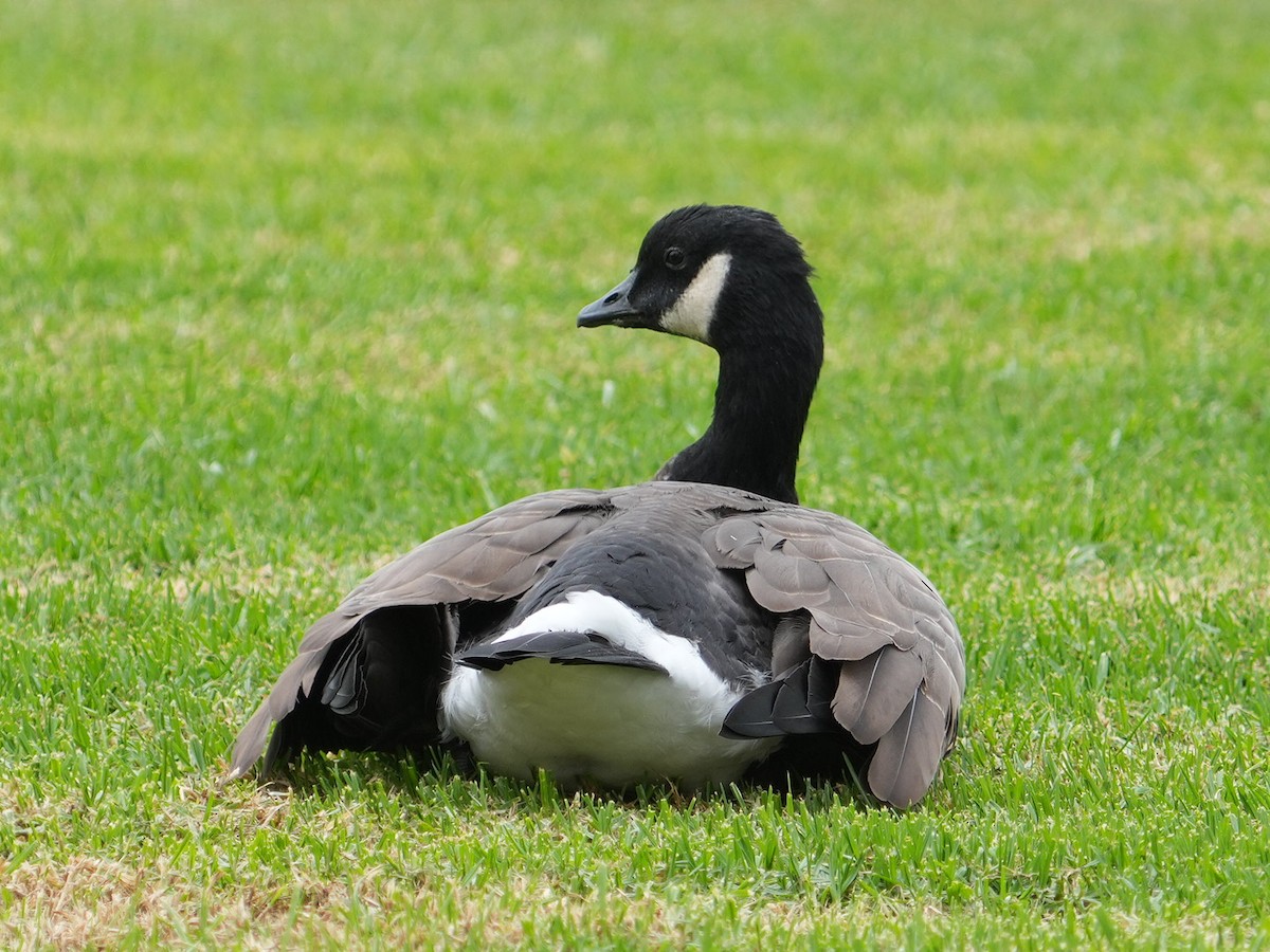 Cackling Goose - ML625042935