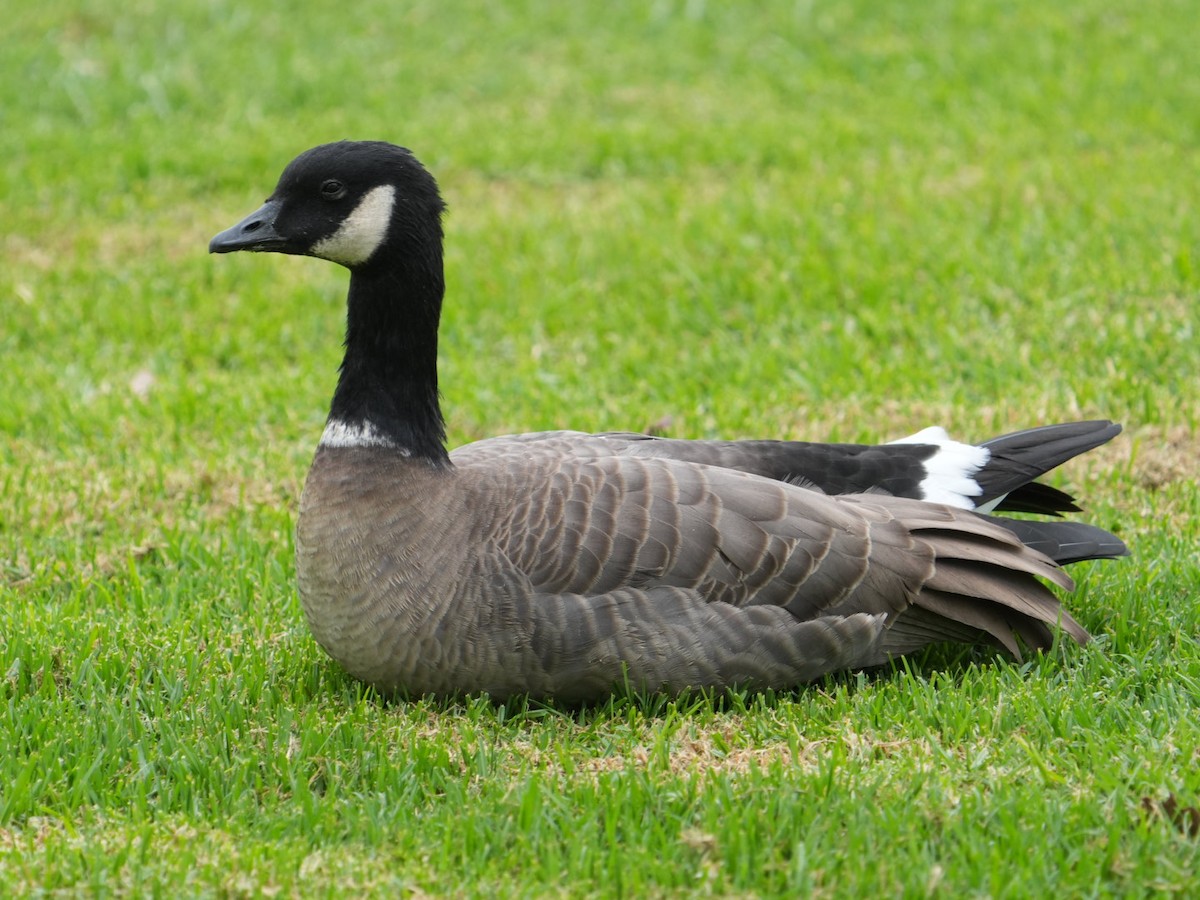 Cackling Goose - ML625042936