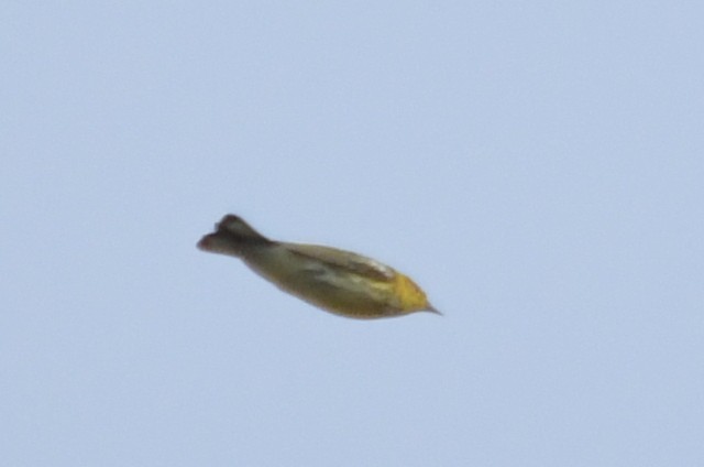 Cape May Warbler - ML625043012