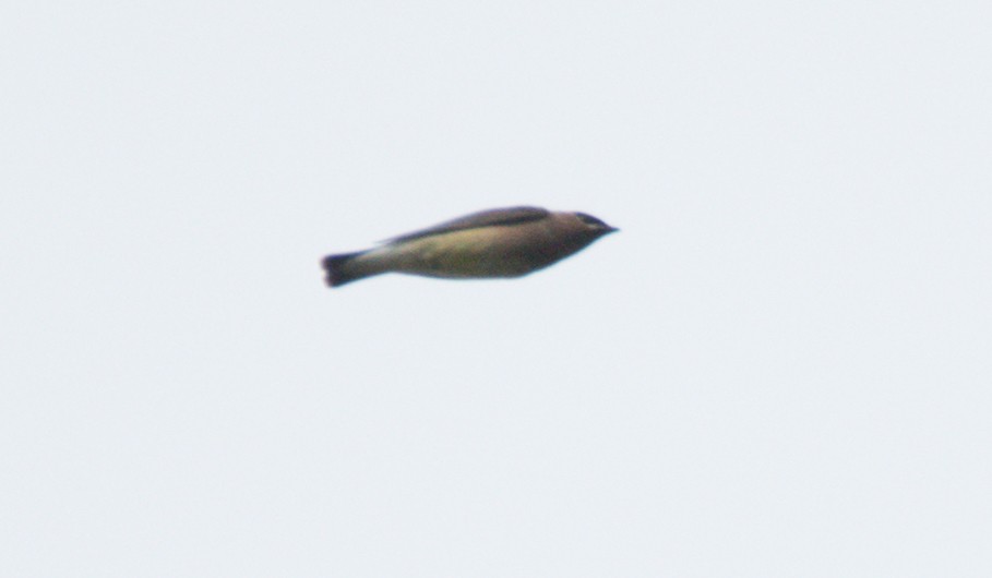 Cedar Waxwing - ML625043024
