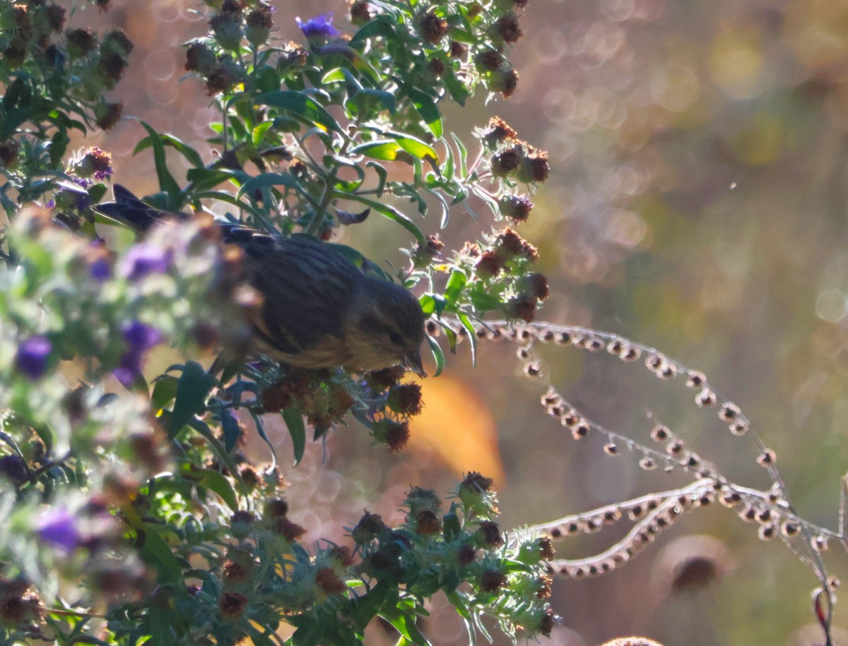 Pine Siskin - ML625043105