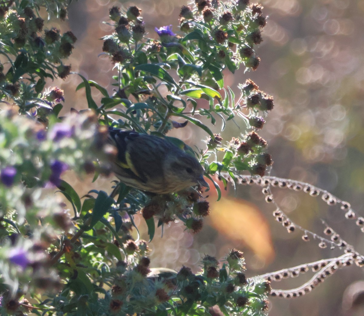 Pine Siskin - ML625043106