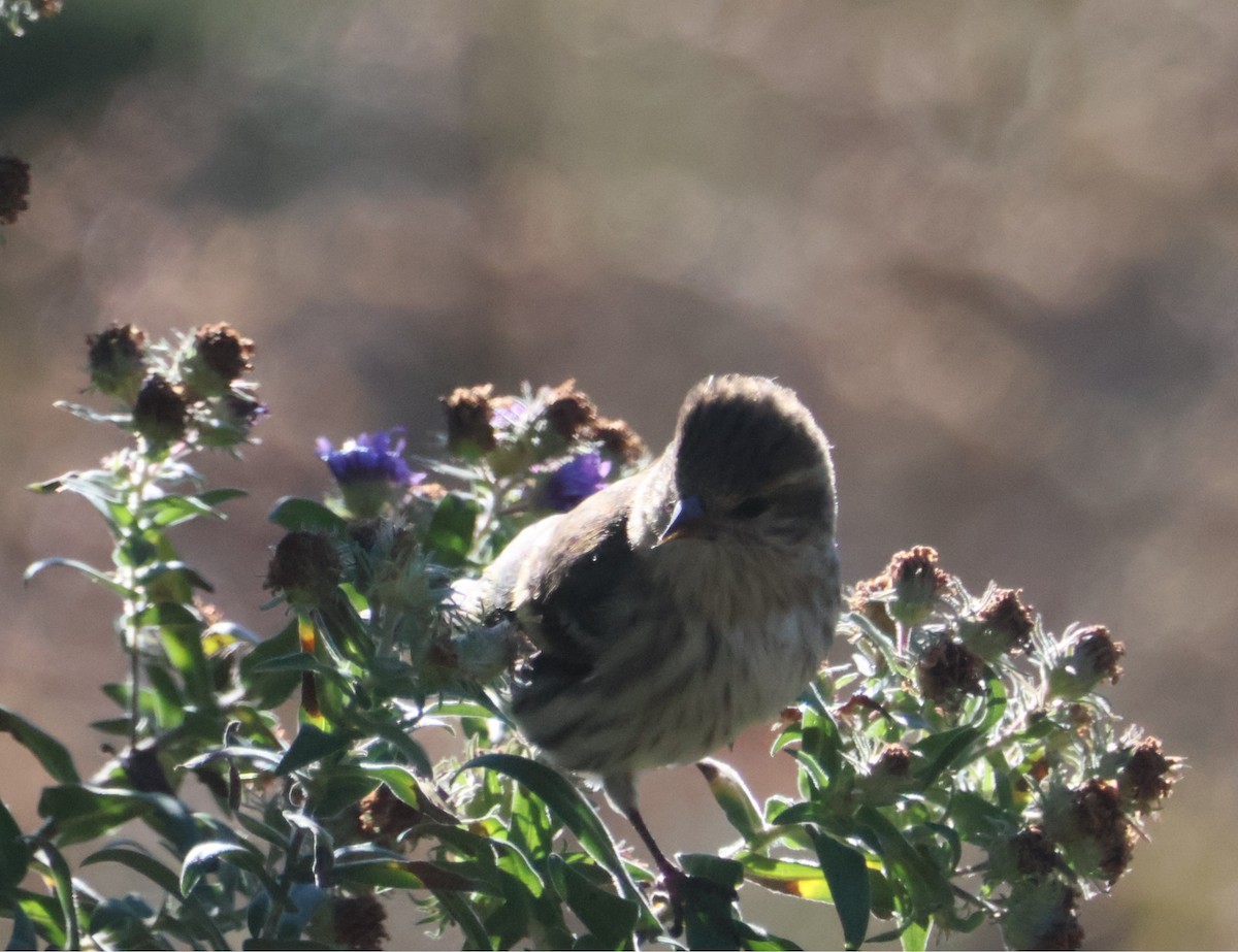 Pine Siskin - ML625043107