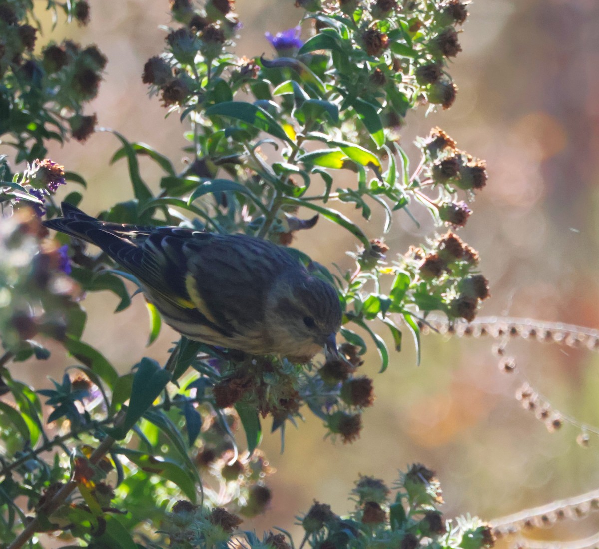 Pine Siskin - ML625043109