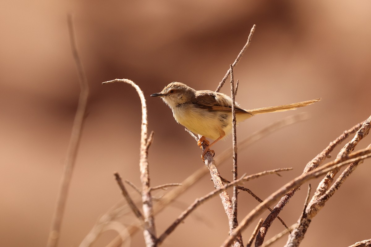 Black-chested Prinia - Brendan Ryan