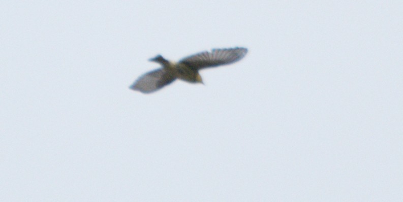 Cape May Warbler - ML625043185