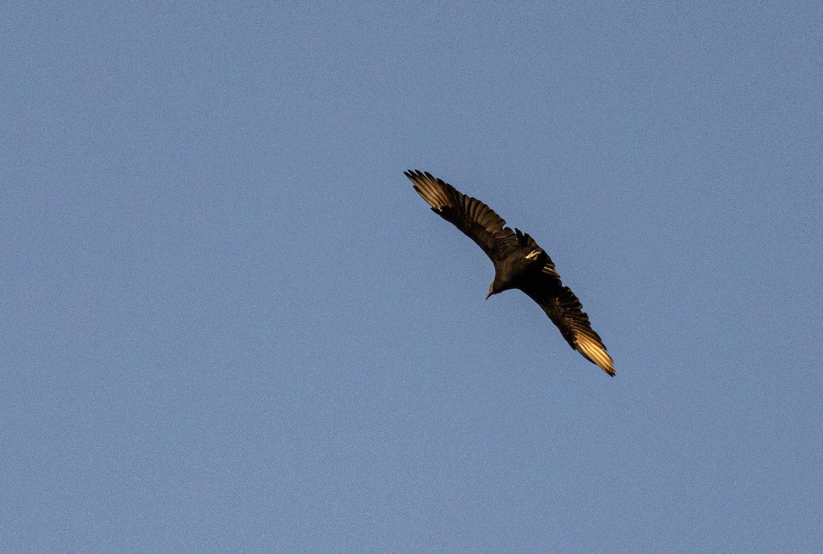 Black Vulture - ML625043186