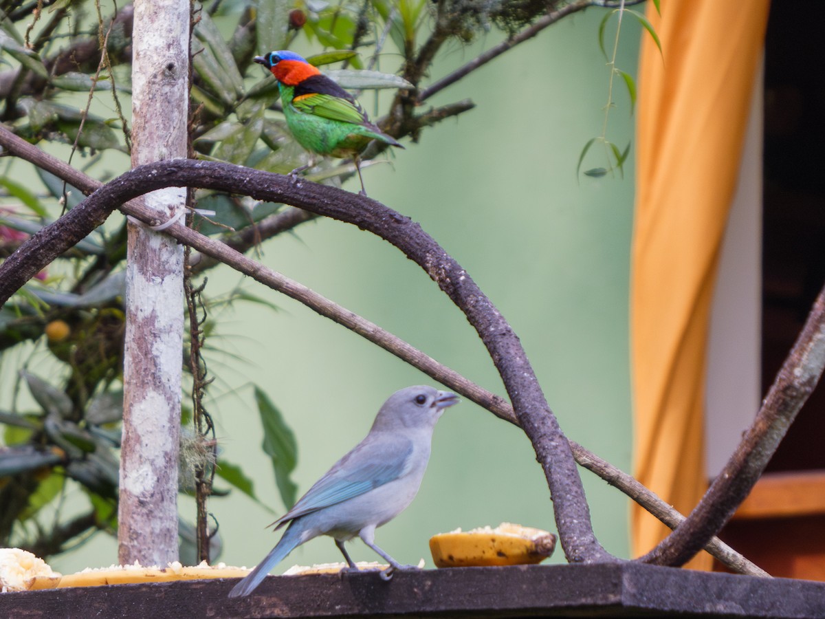 Sayaca Tanager - ML625043271
