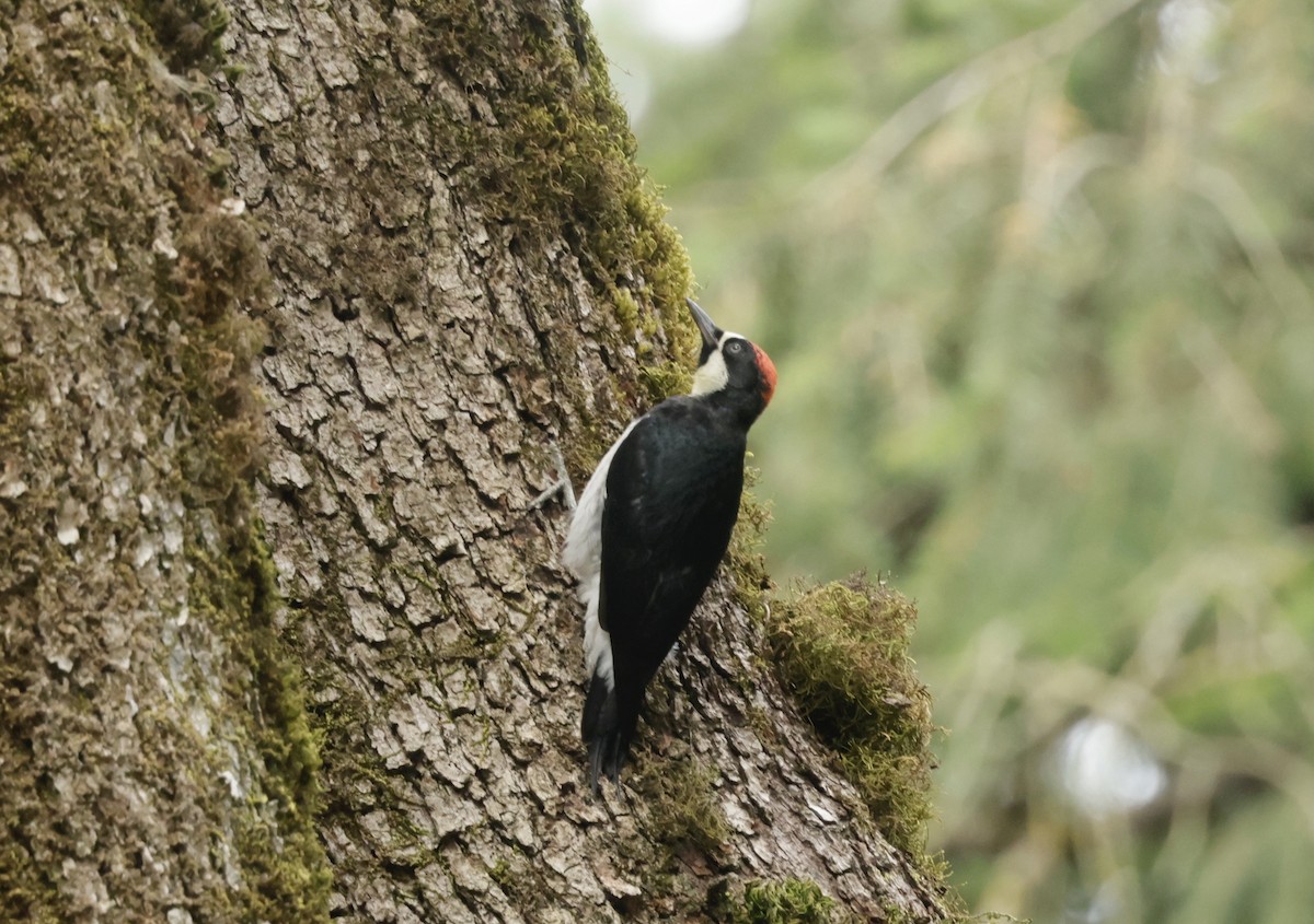 Acorn Woodpecker - ML625043275