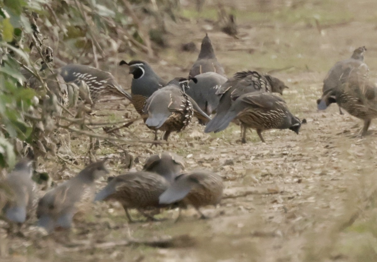 California Quail - ML625043277