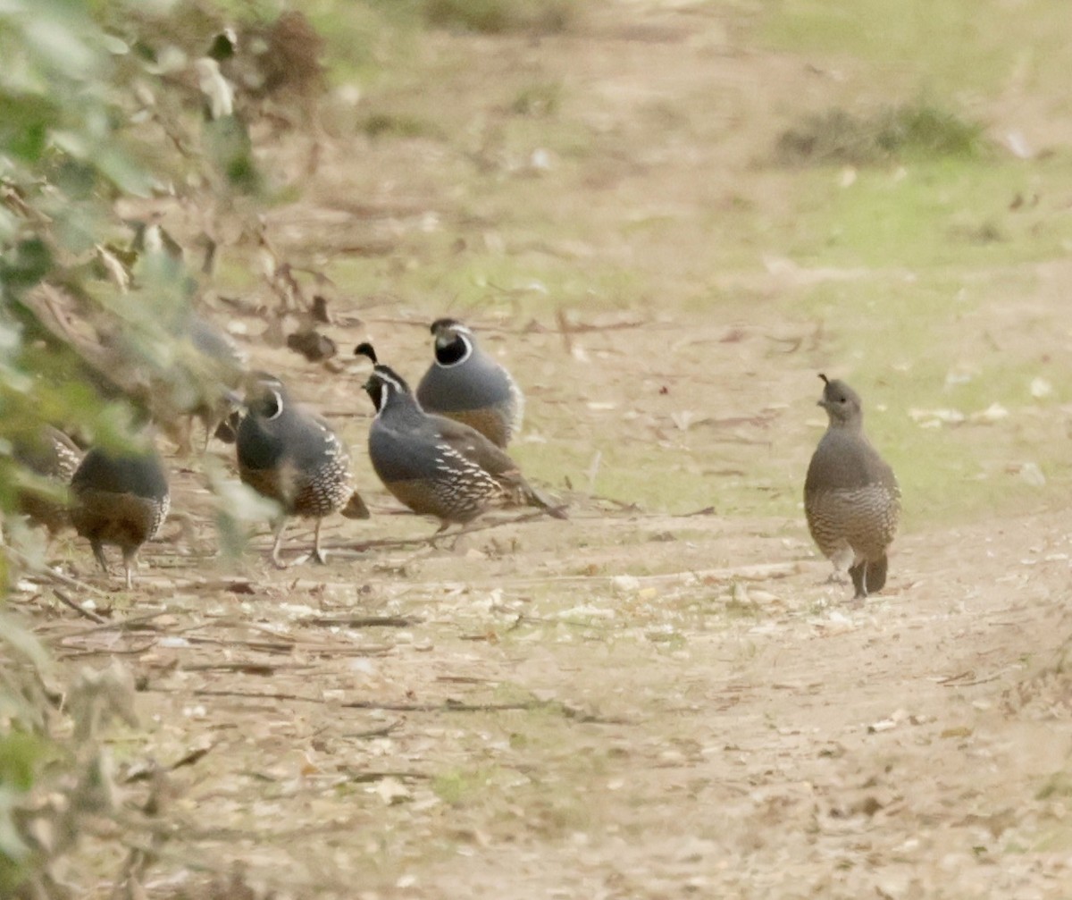 California Quail - ML625043280