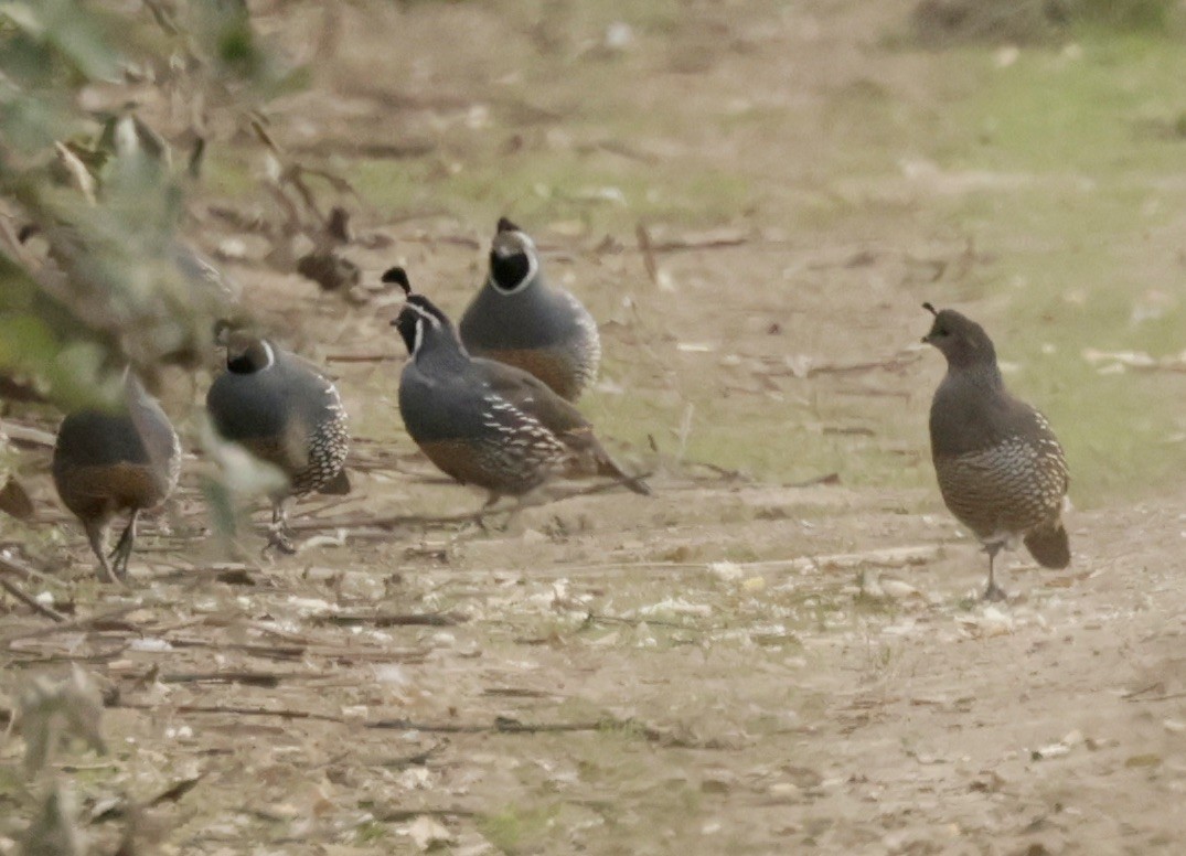 California Quail - ML625043281