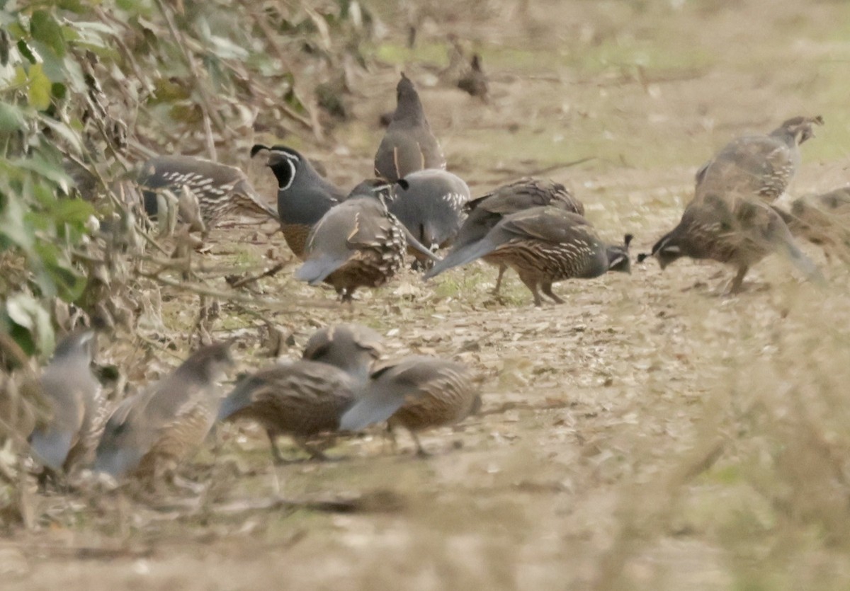 California Quail - ML625043282