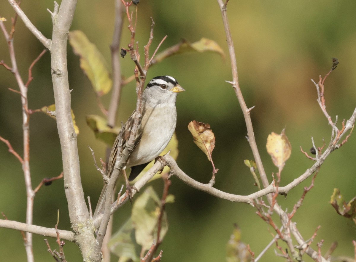 White-crowned Sparrow - ML625043289