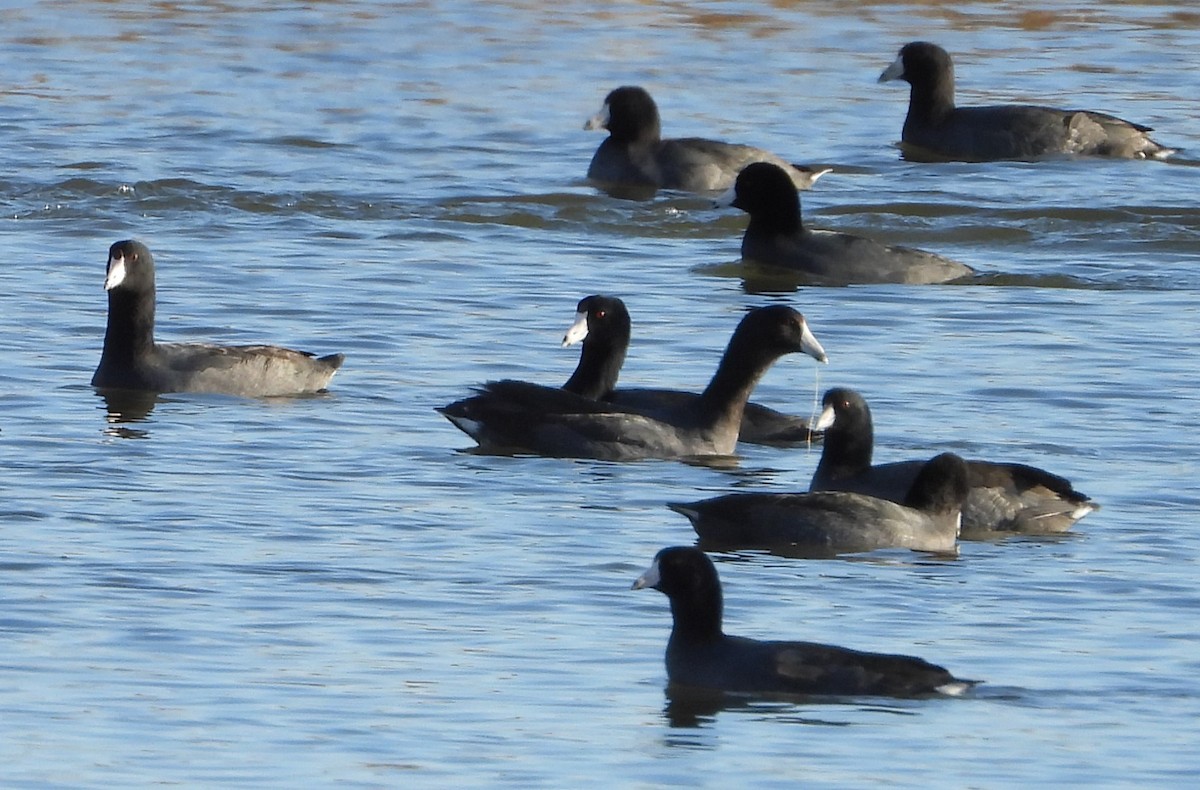 American Coot - ML625043316