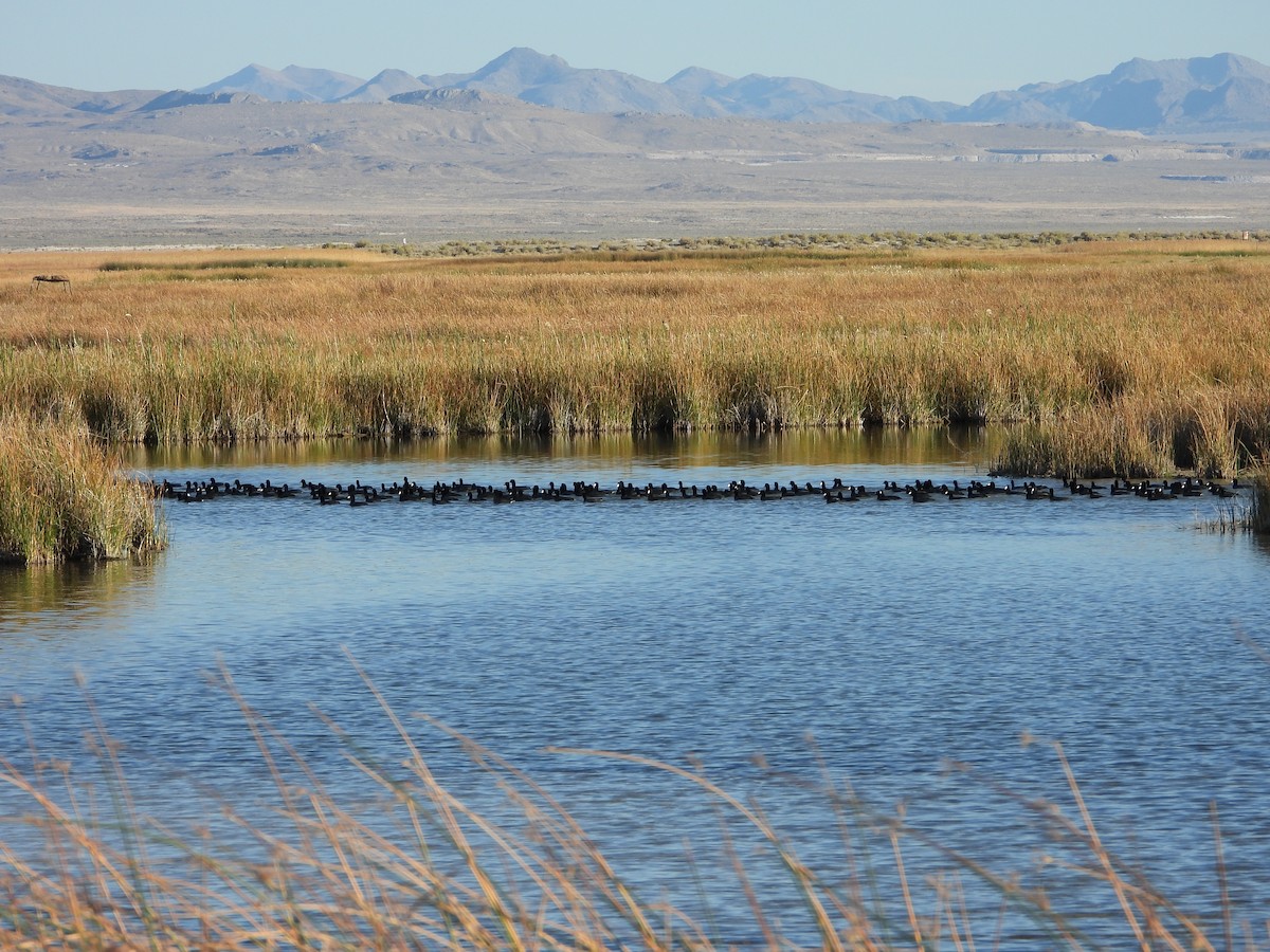 American Coot - ML625043318