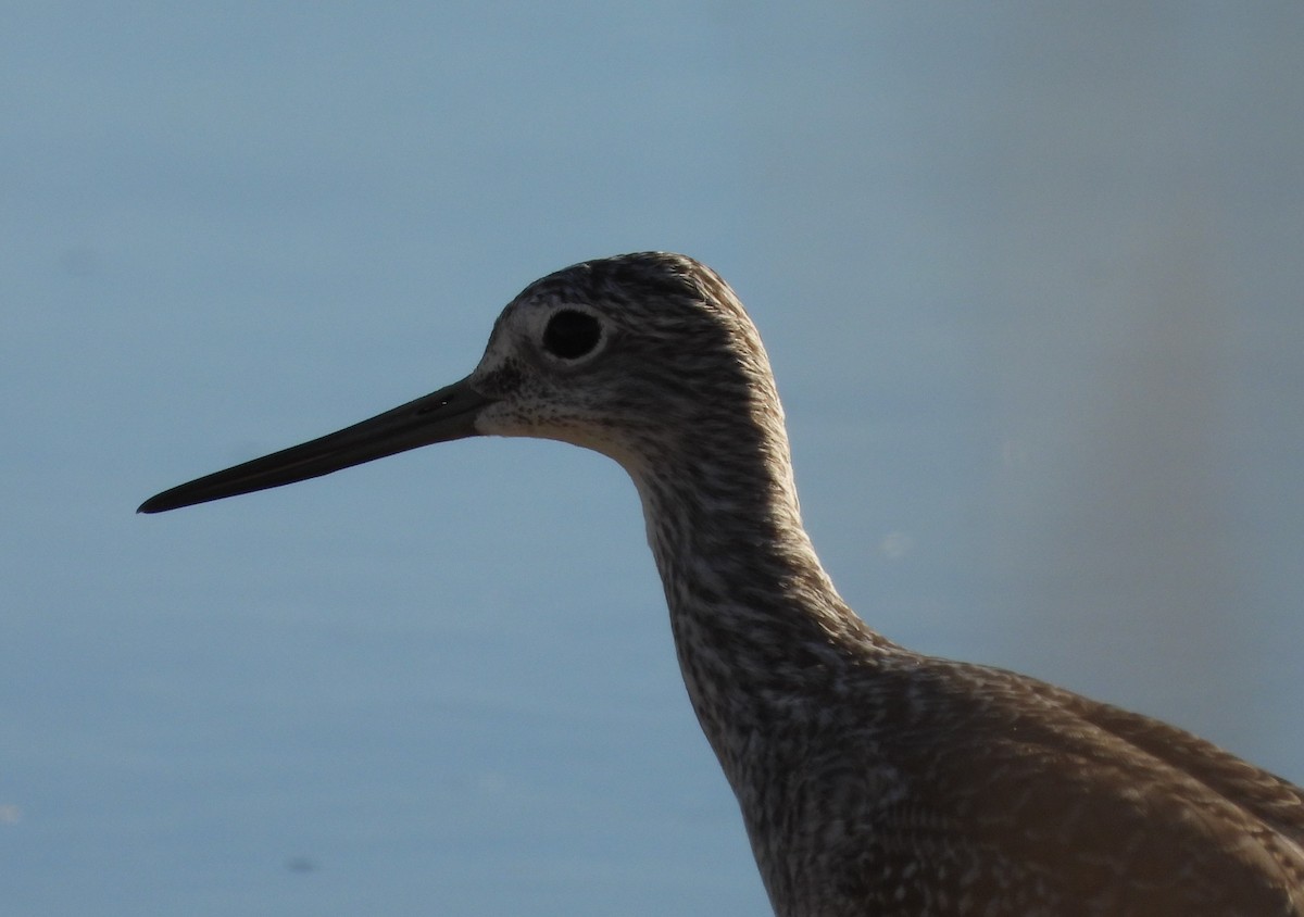Greater Yellowlegs - ML625043325