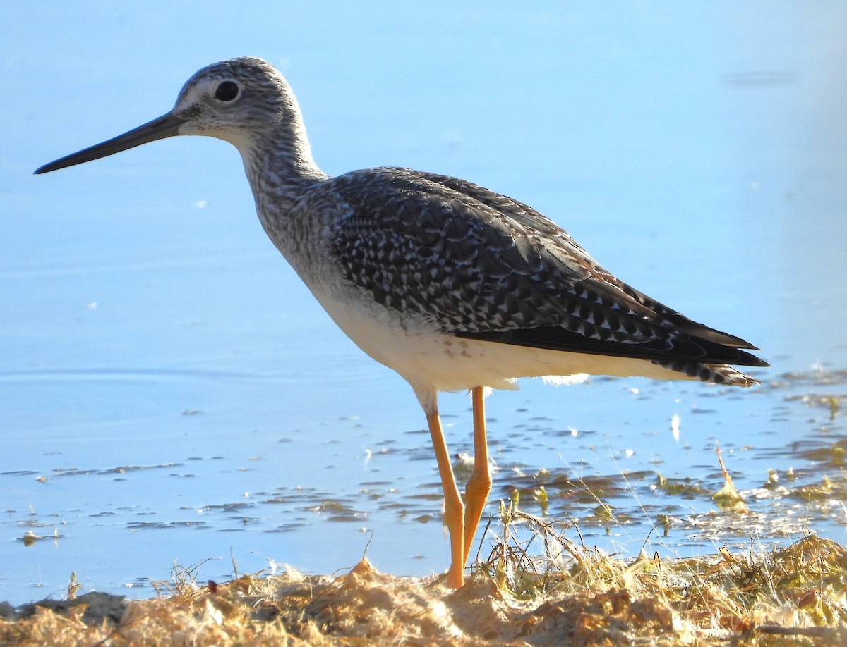 Greater Yellowlegs - ML625043326