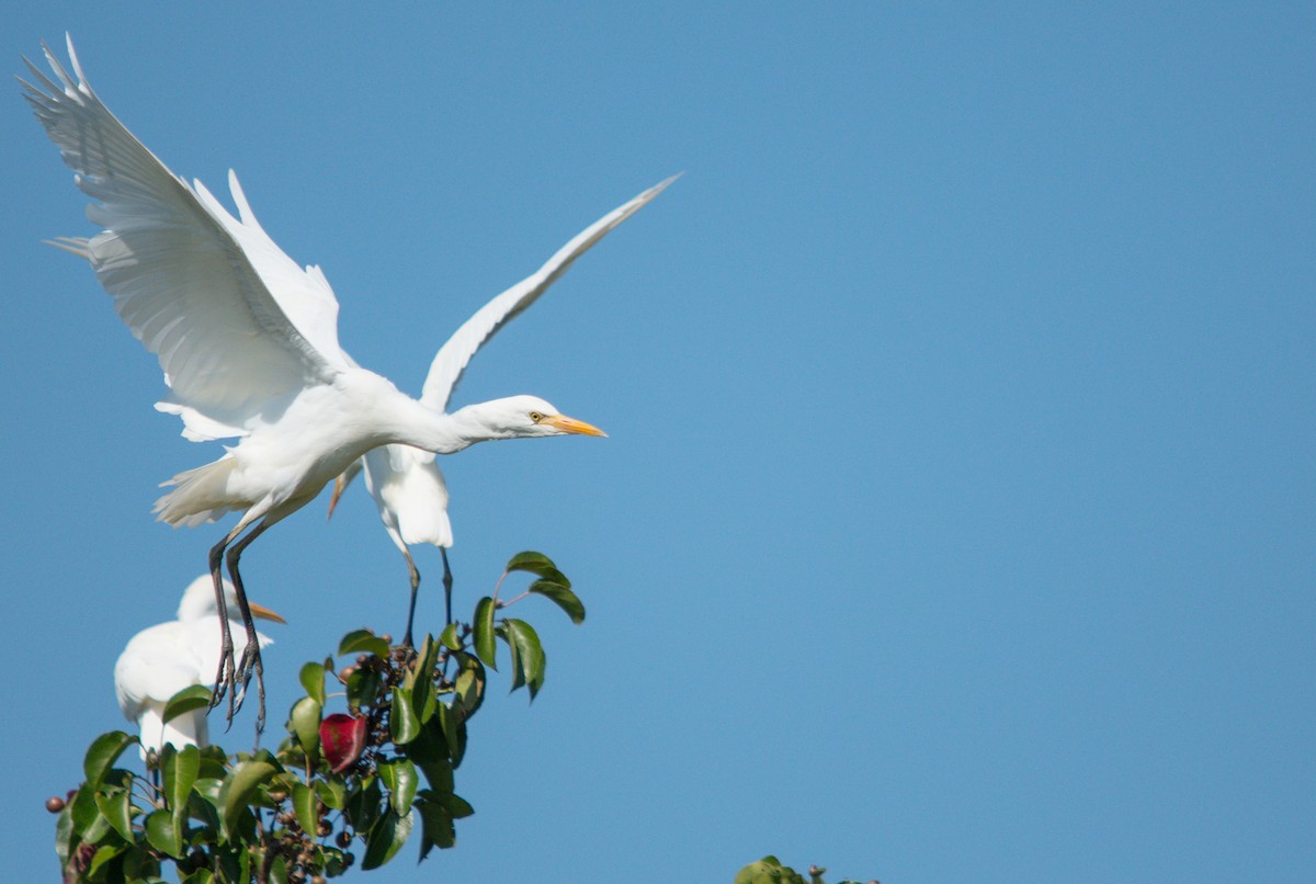 Western Cattle-Egret - ML625043372
