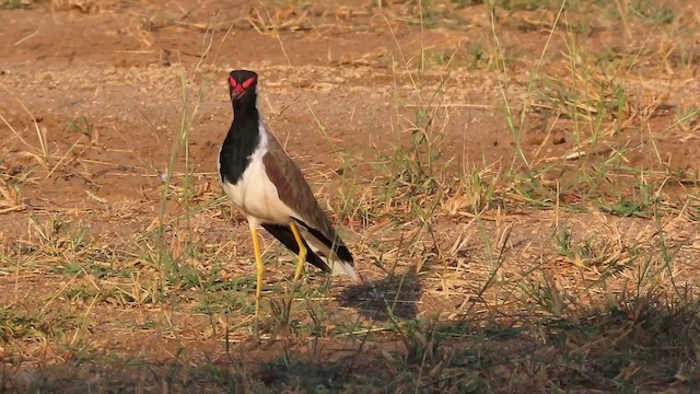 Red-wattled Lapwing - ML625043425