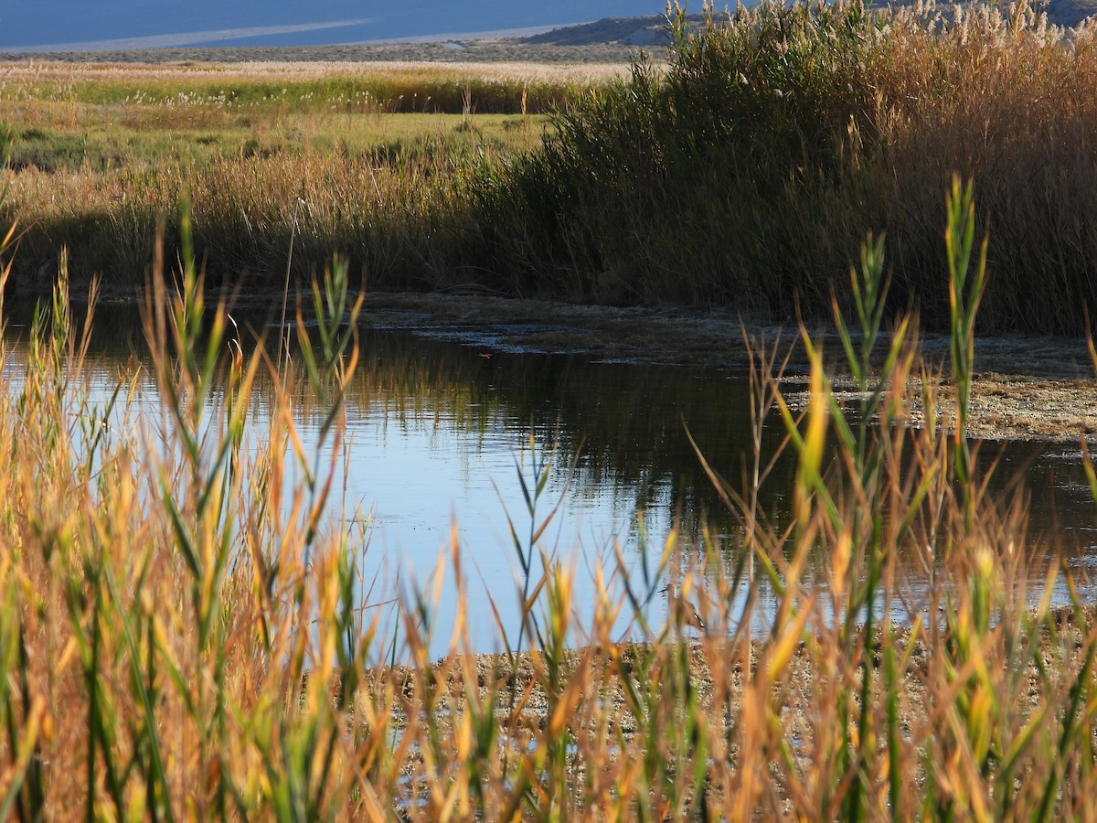 Greater Yellowlegs - ML625043440