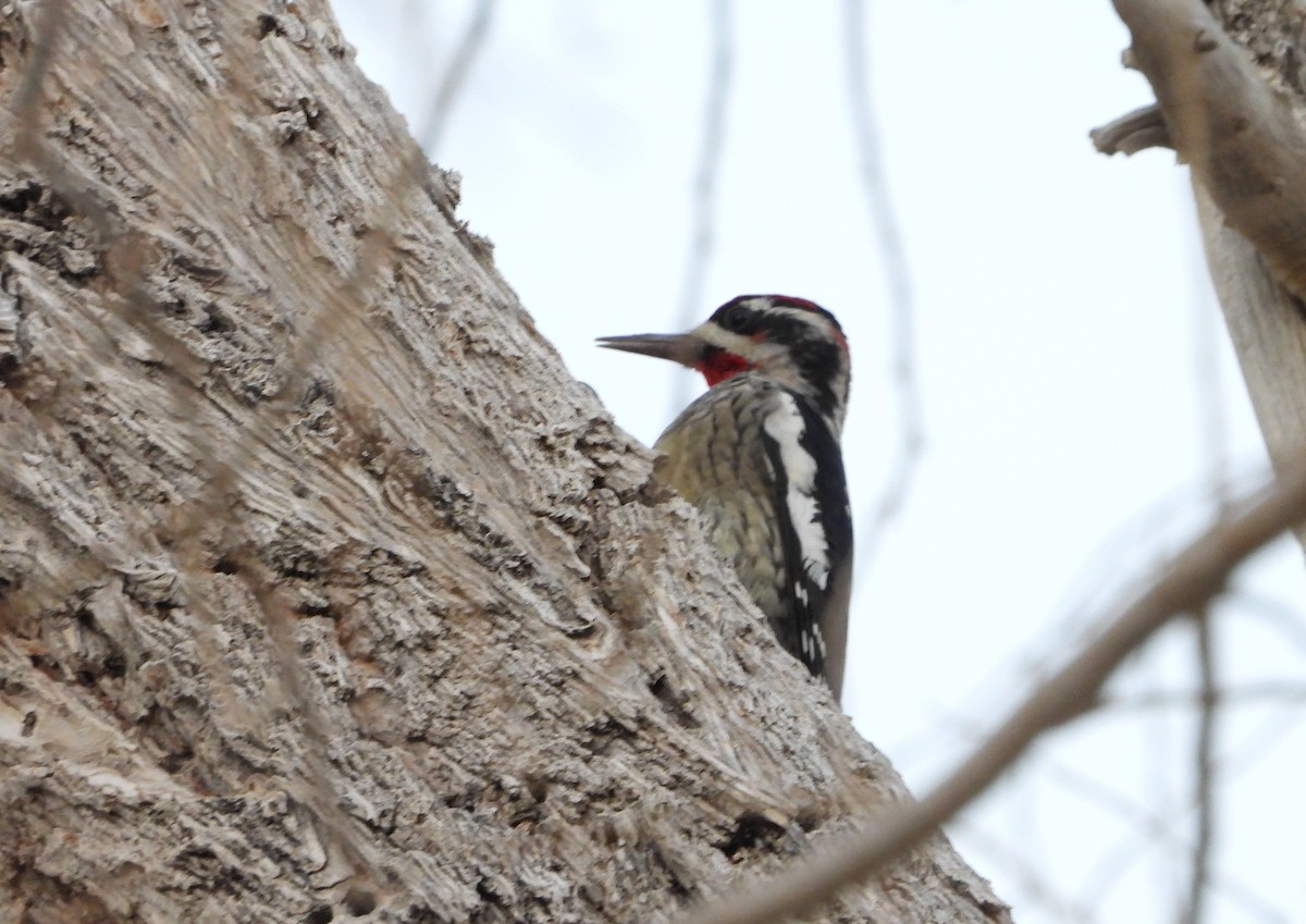 Red-naped Sapsucker - ML625043476