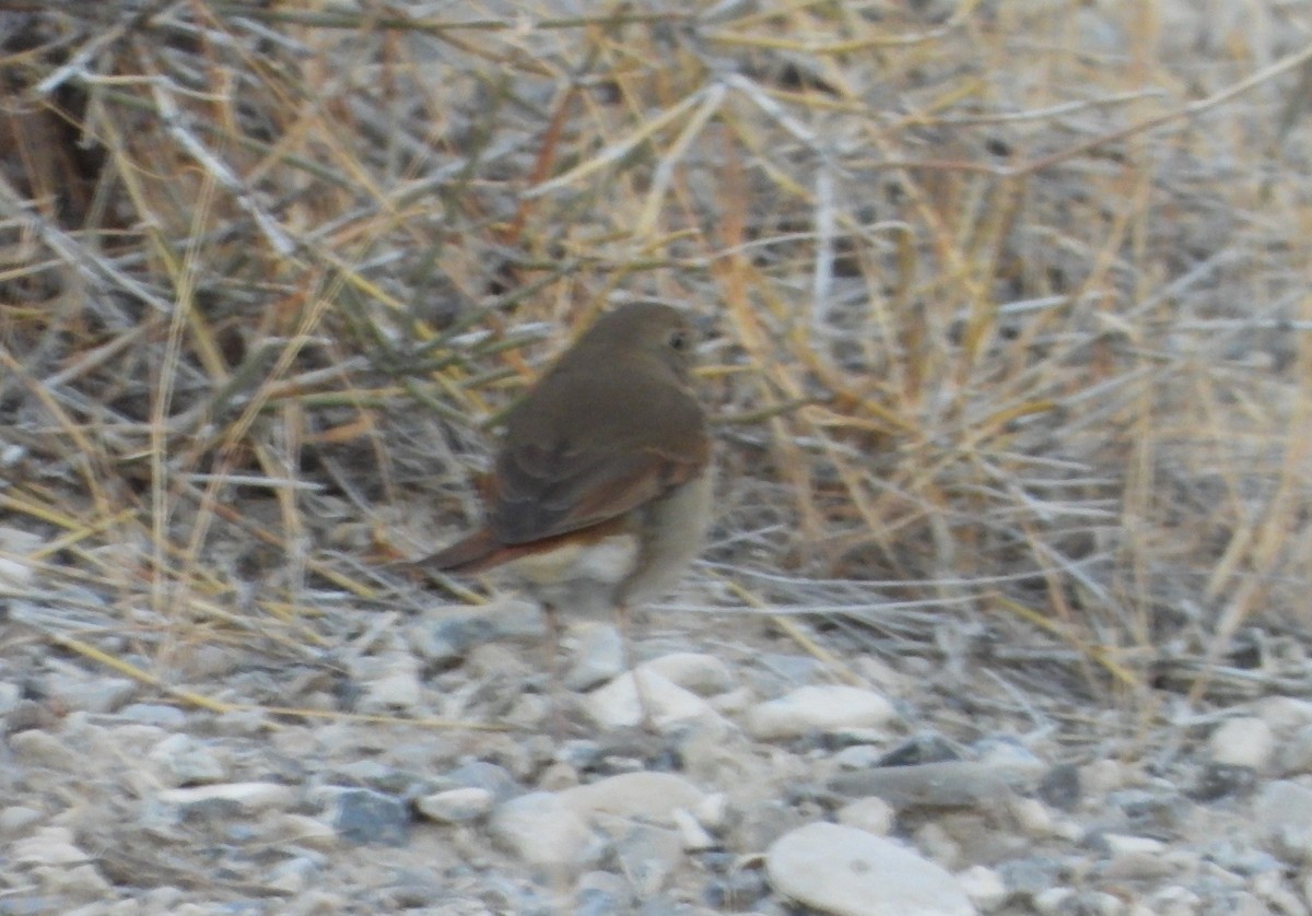 Hermit Thrush - ML625043504