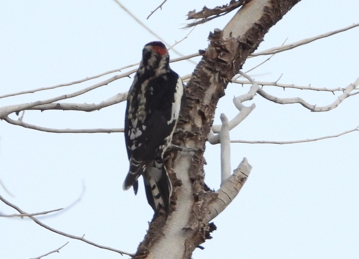 Red-naped Sapsucker - ML625043557