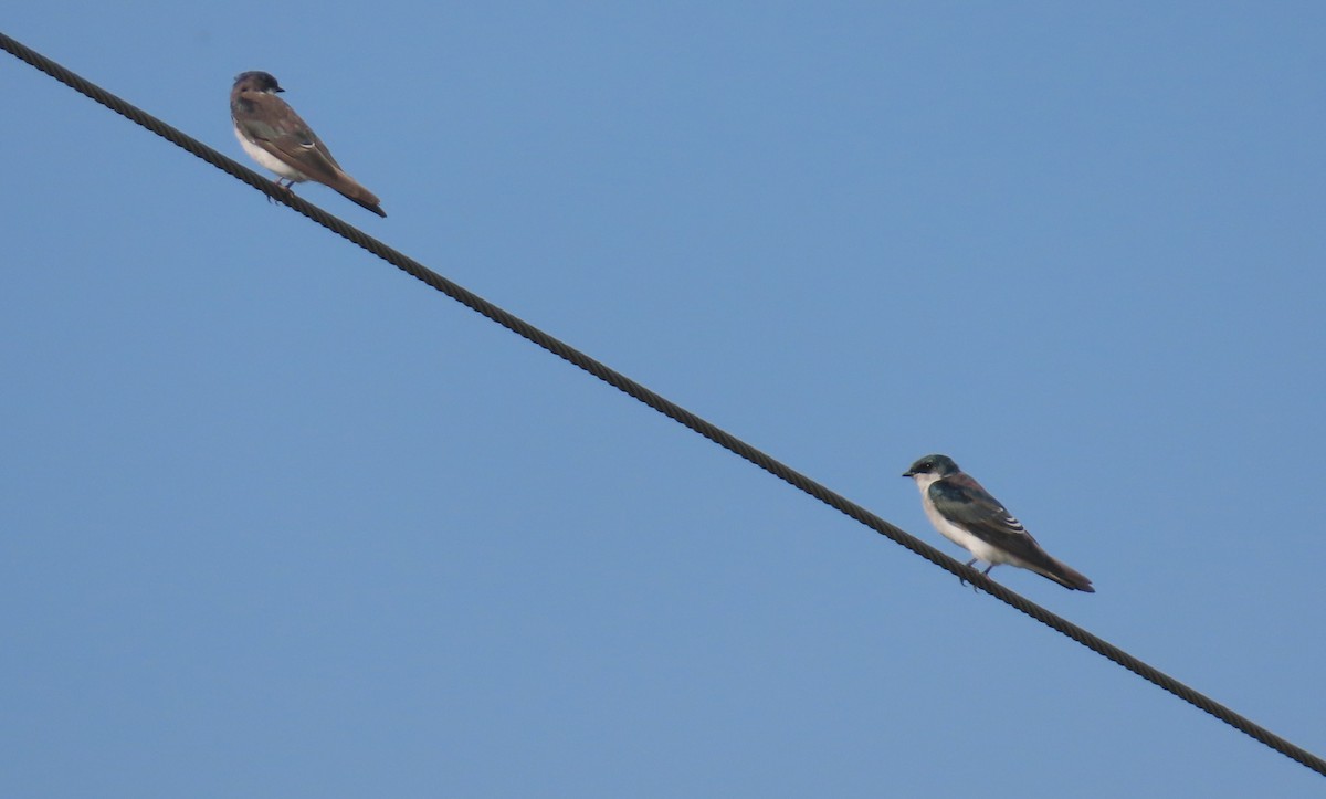 Tree Swallow - ML625043558