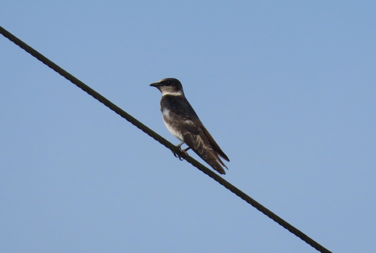 Purple Martin - ML625043563