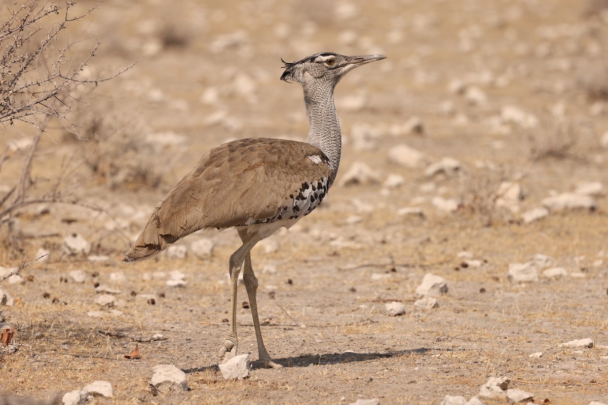 Kori Bustard - ML625043613