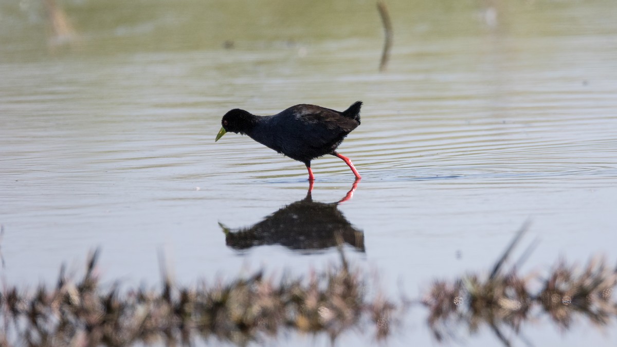 Black Crake - ML625043622