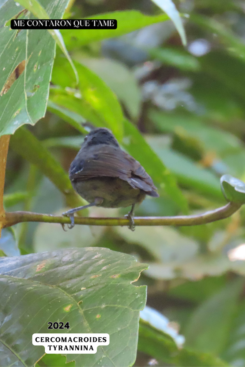 Dusky Antbird - ML625043672