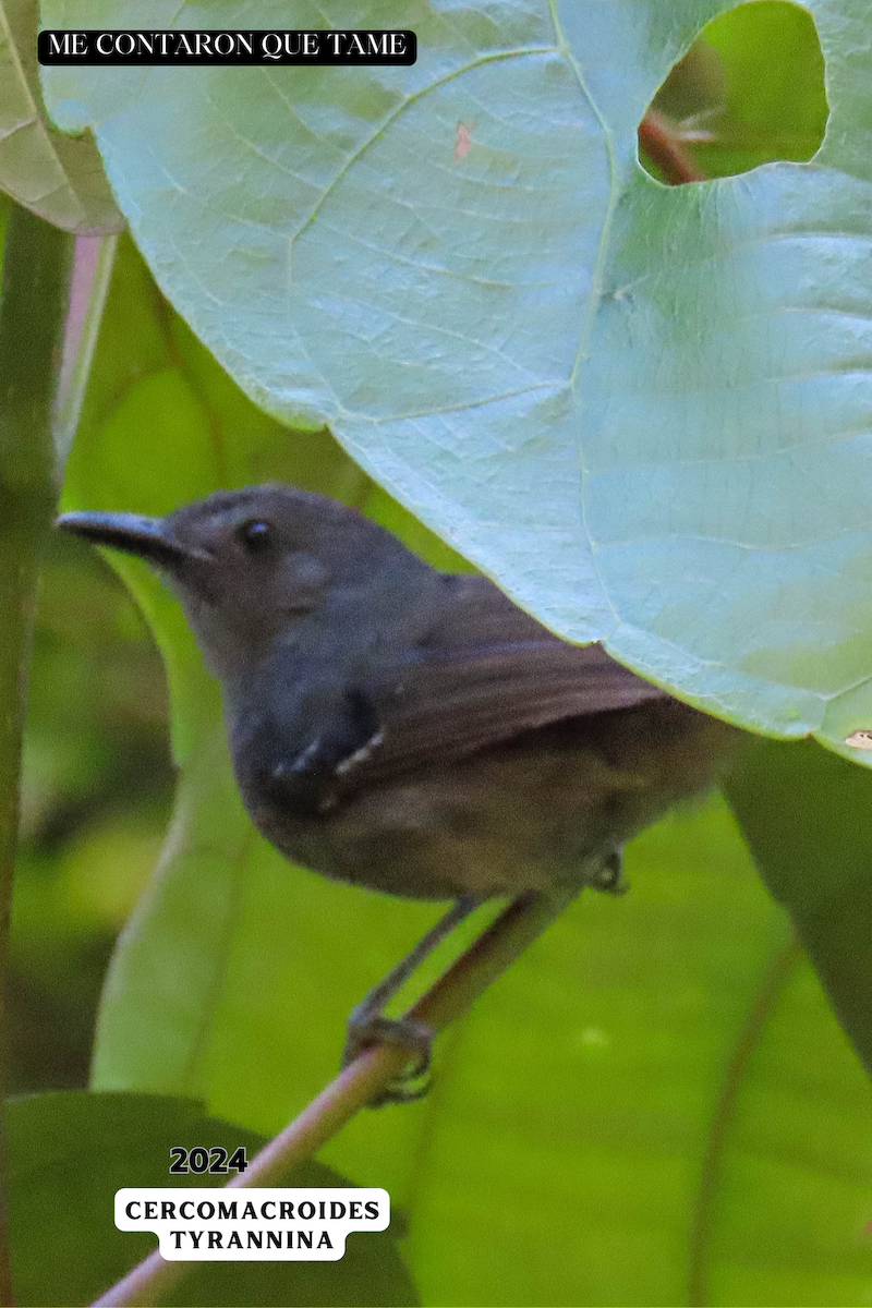 Dusky Antbird - John César González Olivera