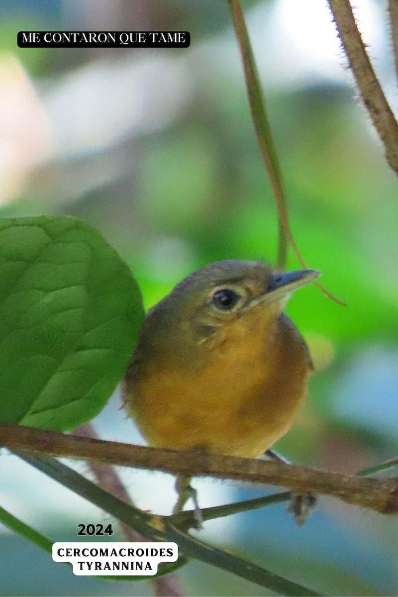 Dusky Antbird - ML625043674