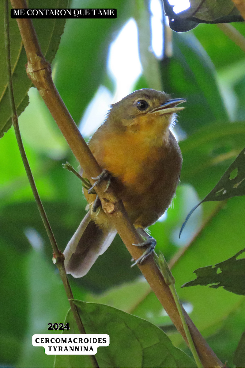 Dusky Antbird - ML625043675