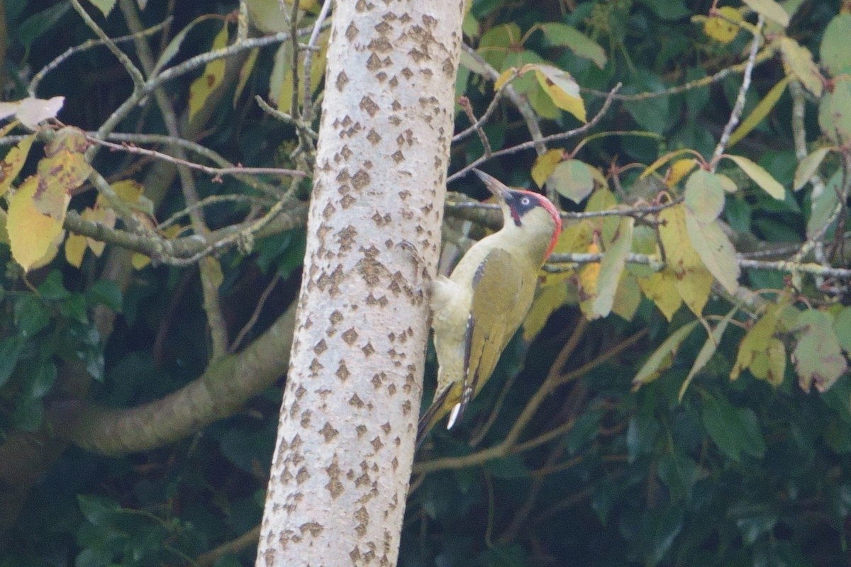 Eurasian Green Woodpecker - ML625043768