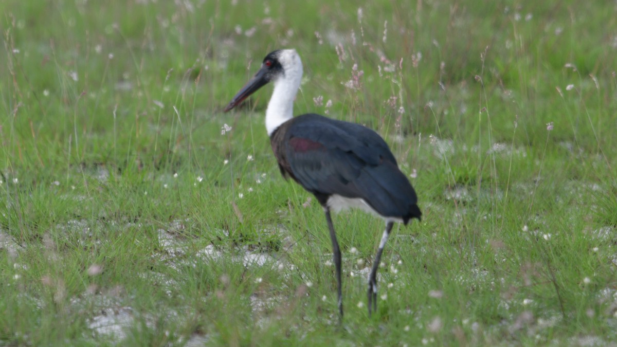 African Woolly-necked Stork - ML625043834